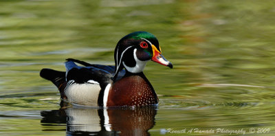 Wood Duck 018.jpg