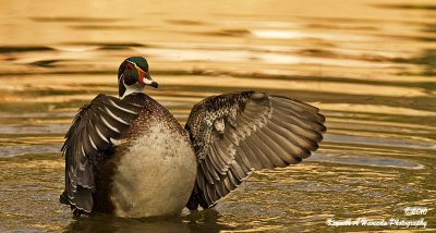 Wood Duck 020.jpg