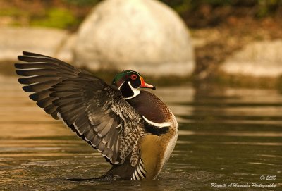 Wood Duck 021.jpg