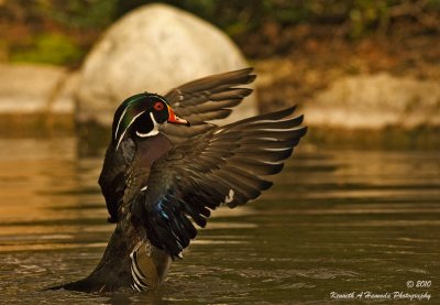 wood_duck