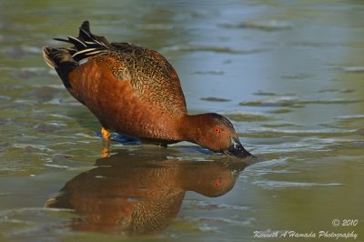 cinnamon_teal