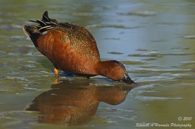 Cinnamon Teal 008.jpg