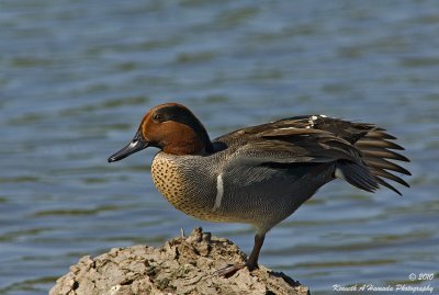 green-winged_teal