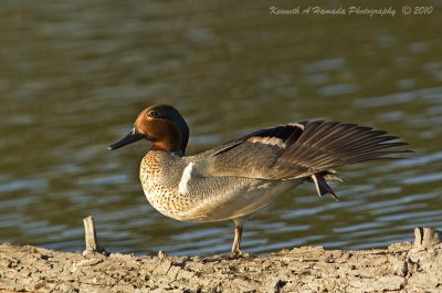 green-winged_teal