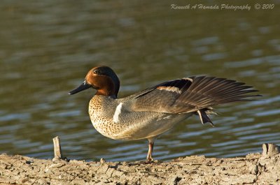 Green-Winged Teal 002.jpg