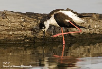 black-necked_stilt