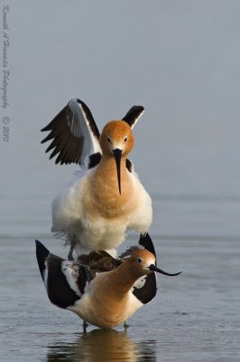 american_avocet