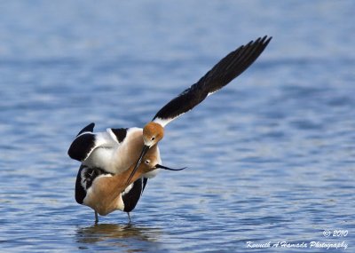 american_avocet