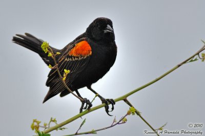 Red-winged Blackbird 008.jpg