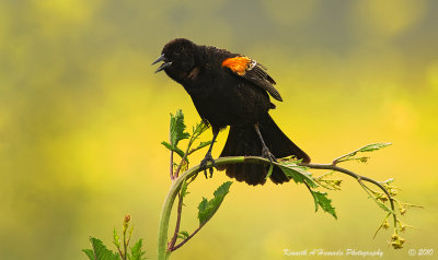 Red-winged Blackbird 010.jpg