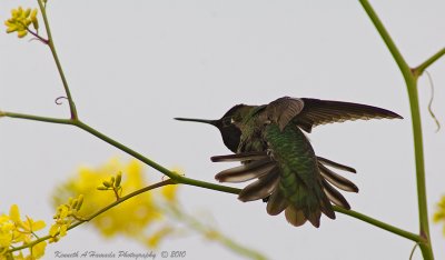 Hummer 028.jpg