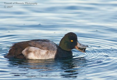 Lesser Scaup 011.jpg