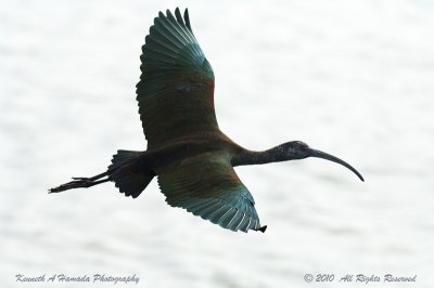 white-faced_ibis