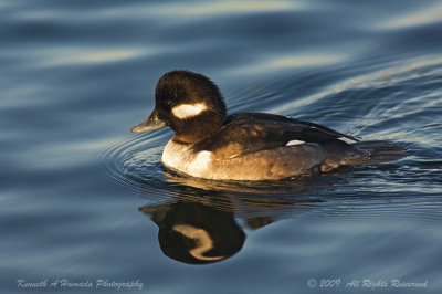 Bufflehead 016.jpg