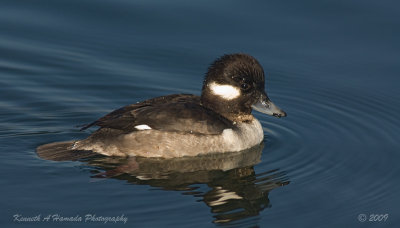 Bufflehead 017.jpg