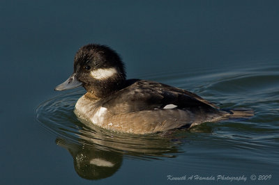 Bufflehead 018.jpg