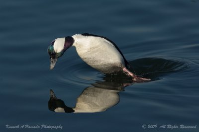 Bufflehead 019.jpg