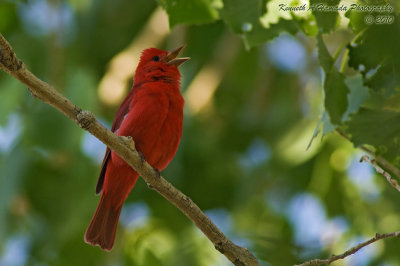 Summer Tanager 002.jpg