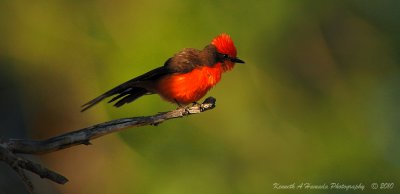 Vermilion Flycatcher 006.jpg