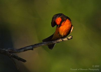 Vermilion Flycatcher 007.jpg