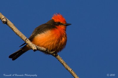 Vermilion Flycatcher 010.jpg