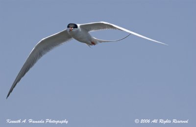 Terns 0077.jpg