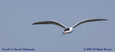 Terns 0078.jpg