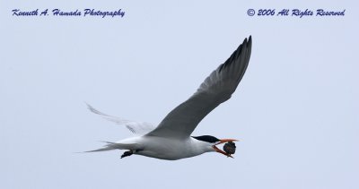 Terns 0079.jpg