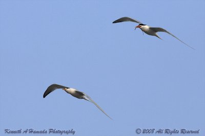 Terns 0082.jpg
