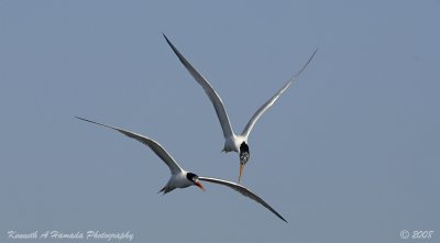 Terns 0084.jpg