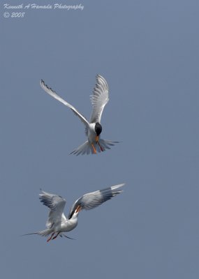 Terns 0085.jpg