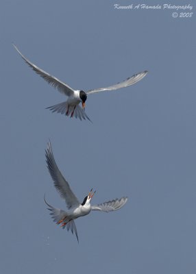 Terns 0086.jpg