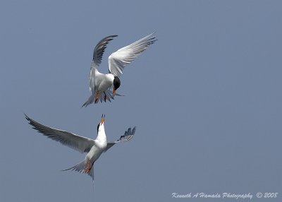 Terns 0088.jpg
