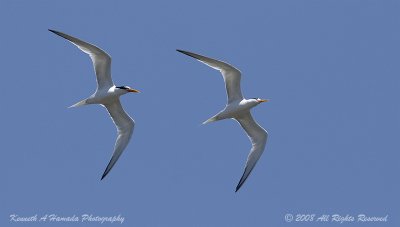 Terns 0094.jpg