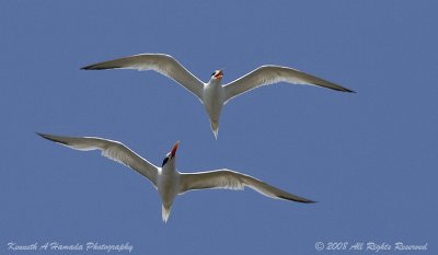 Terns 0096.jpg