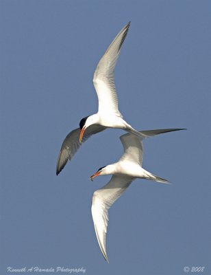 Terns 0097.jpg