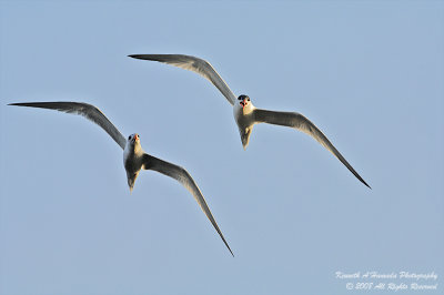 Terns 0100.jpg