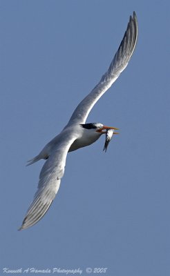 Terns 0102.jpg