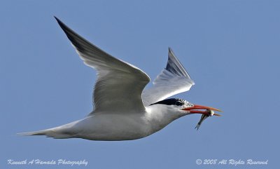 Terns 0103.jpg