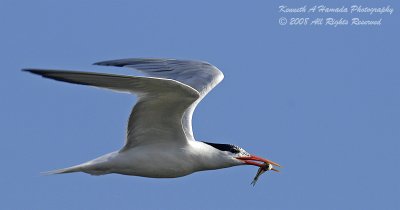 Terns 0104.jpg