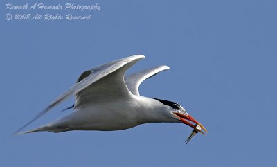 Terns 0105.jpg