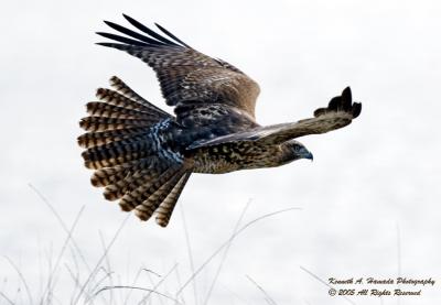 red_tailed_hawk