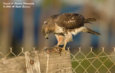  Red Tailed Feeding 032.jpg