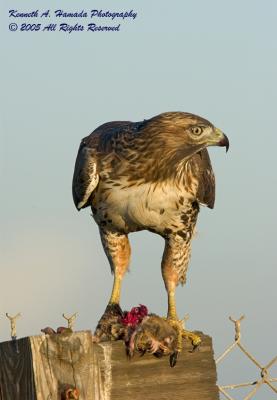 Red Tailed Feeding 033.jpg