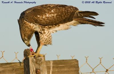 Red Tailed Feeding 035.jpg