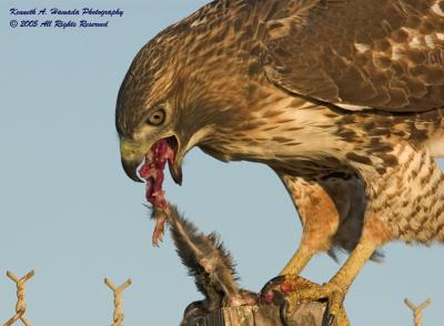 Red Tailed Feeding 036.jpg