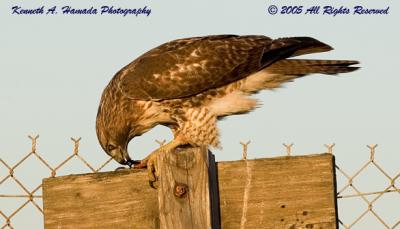 Red Tailed Feeding 039.jpg