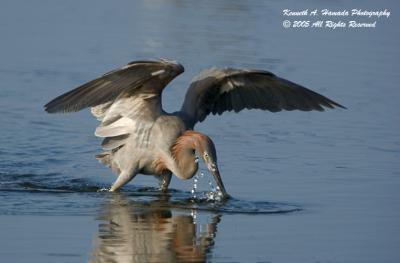 reddish_egret