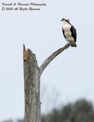 Osprey 026.jpg