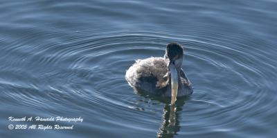 Eared Grebe 0001.jpg